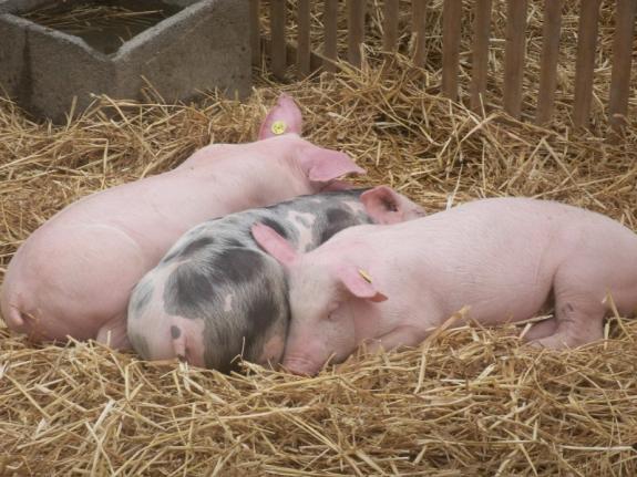 Boucherie à la ferme