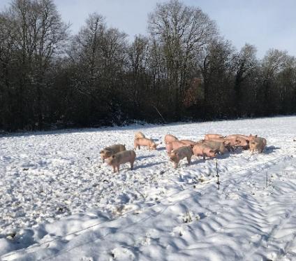 Cochons en hiver