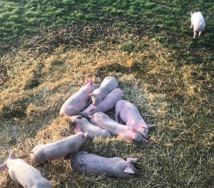 Cochons a la ferme