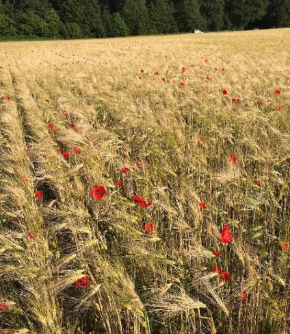 Champ d'orge coloré de coquelicots