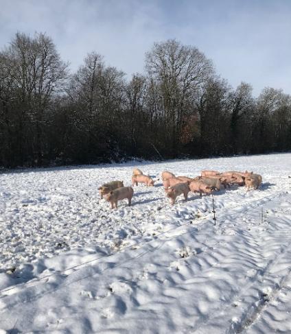 Cochons en hiver