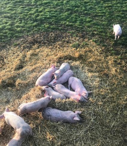 Cochons a la ferme