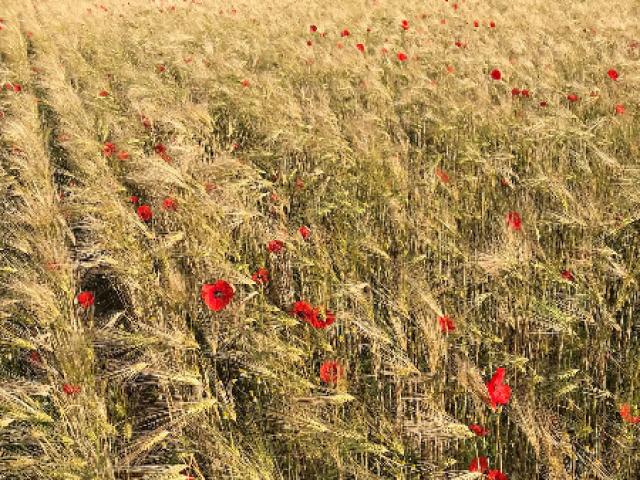 Champ d'orge coloré de coquelicots
