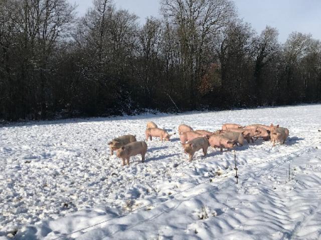 Cochons en hiver