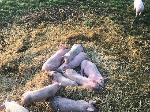 Cochons a la ferme